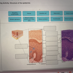 Art labeling activity the structure of the epidermis